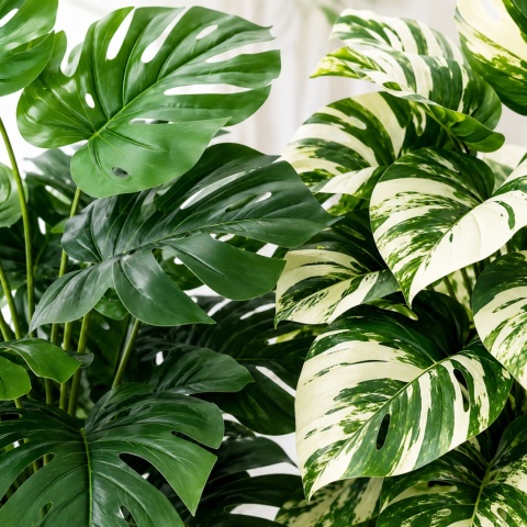 Sztuczne kwiaty Monstera Rośliny 2 sztuki Zestaw 68cm Zielone Kremowe