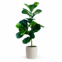 Sztuczne dzewko Figowiec 78cm Kwiatek Doniczkowy